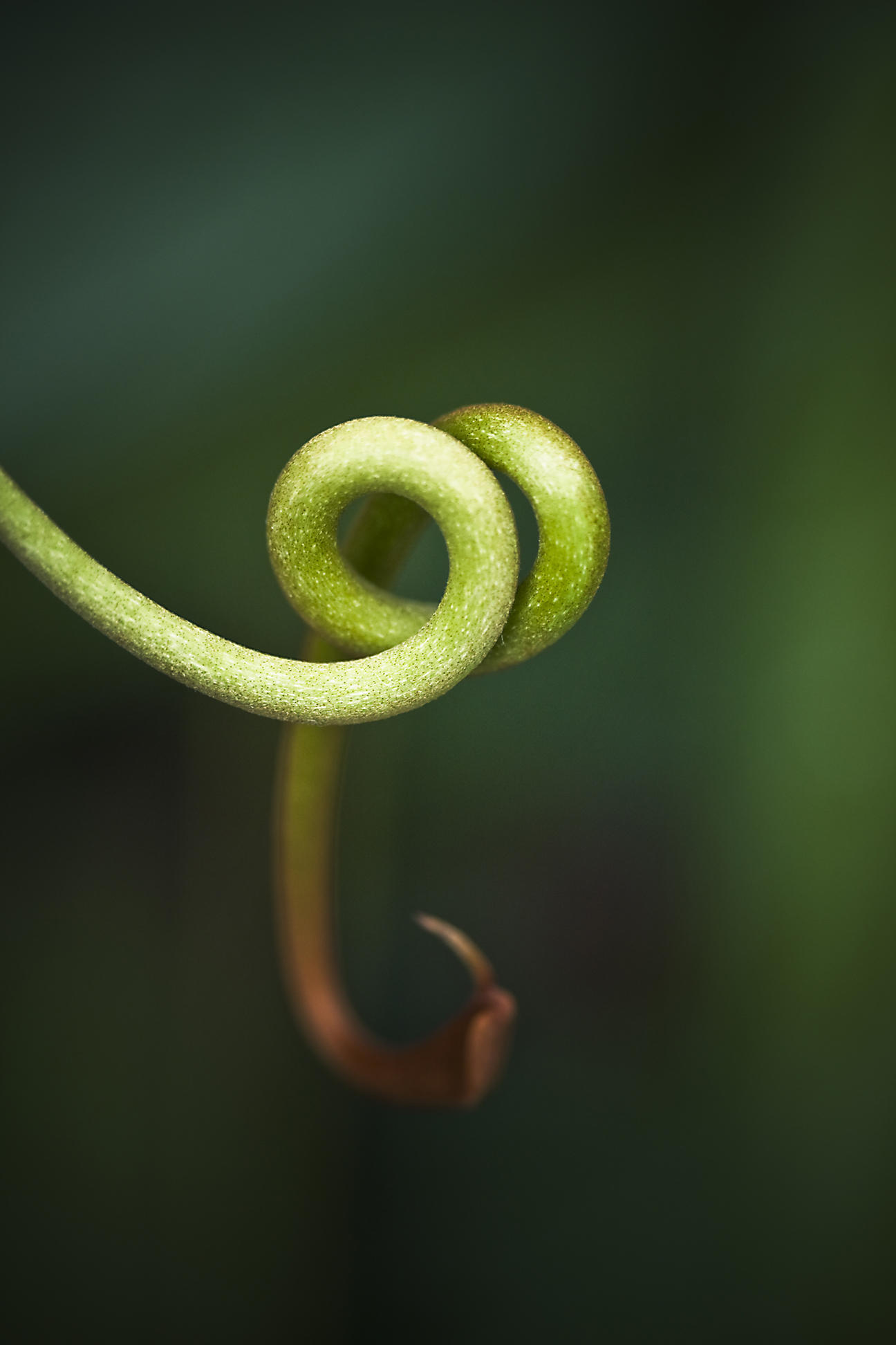 16 July - Curly bits