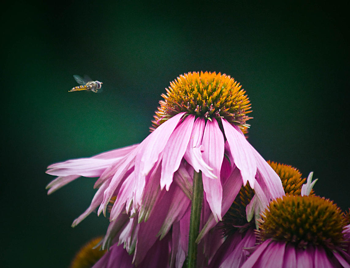 23 July - Hovering...