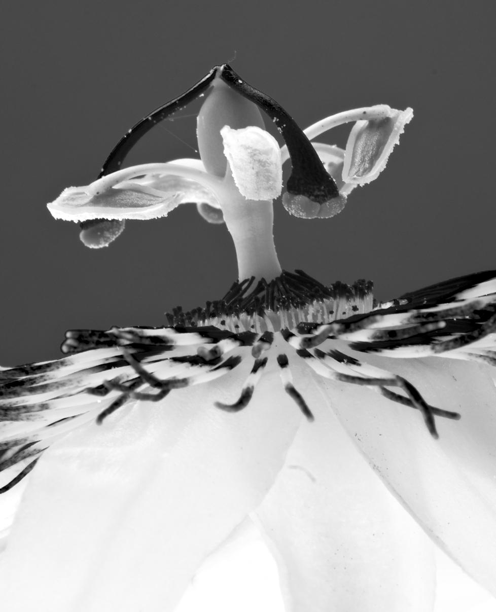 2 August - Passion flower