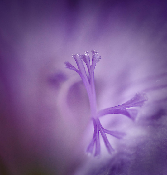 25 September - Purple