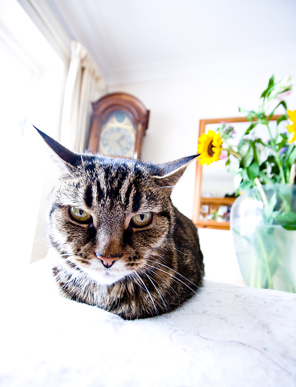 Cross cat