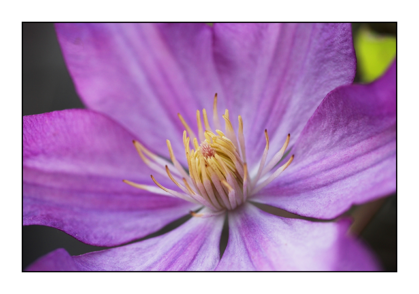 Clematis blooming... in November?!