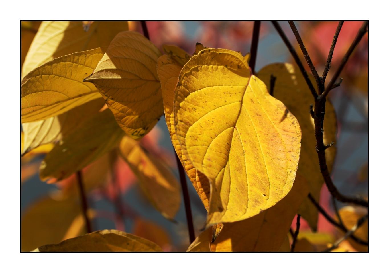 13 November - last of the autumn colour
