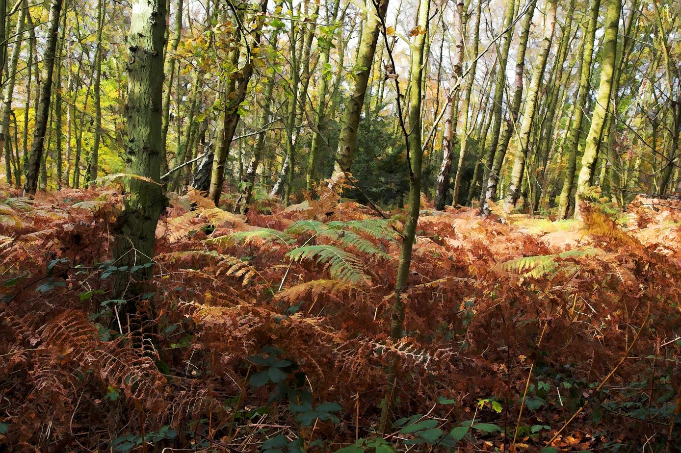5 December - in the woods
