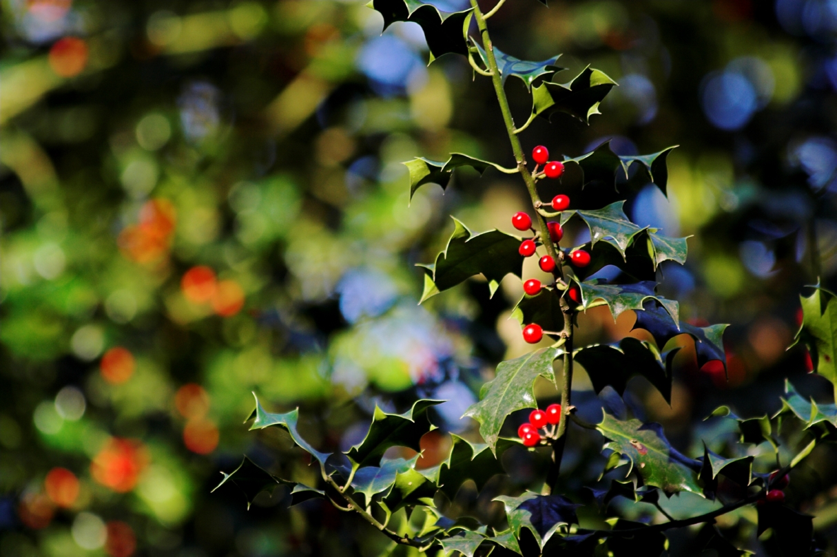 Berries for a hard winter?