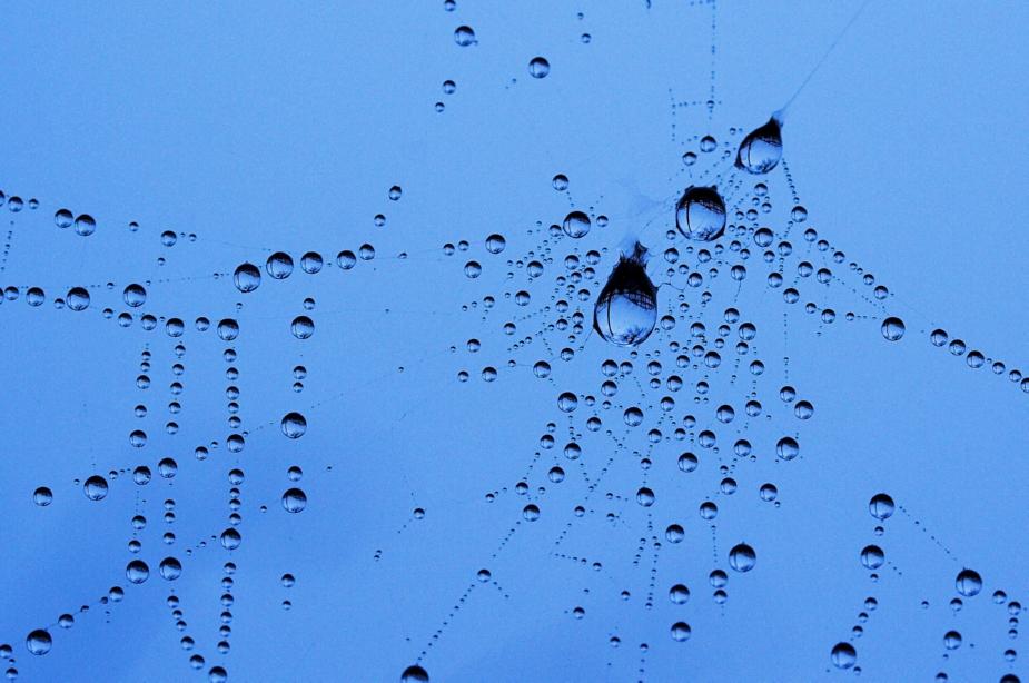 Webby drops