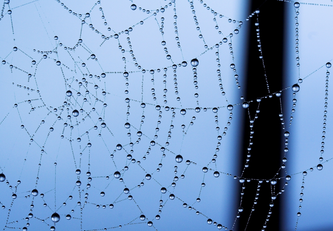 the whole web