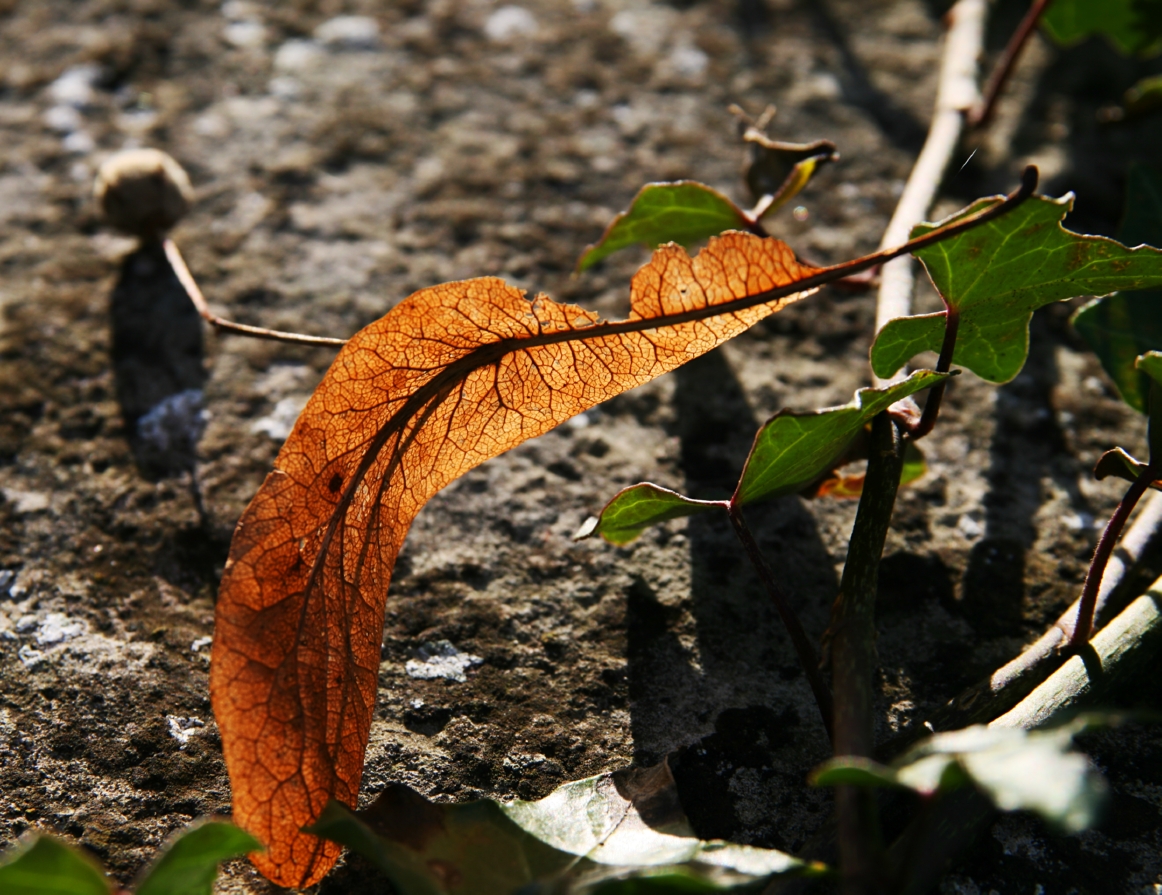 yellow leaf