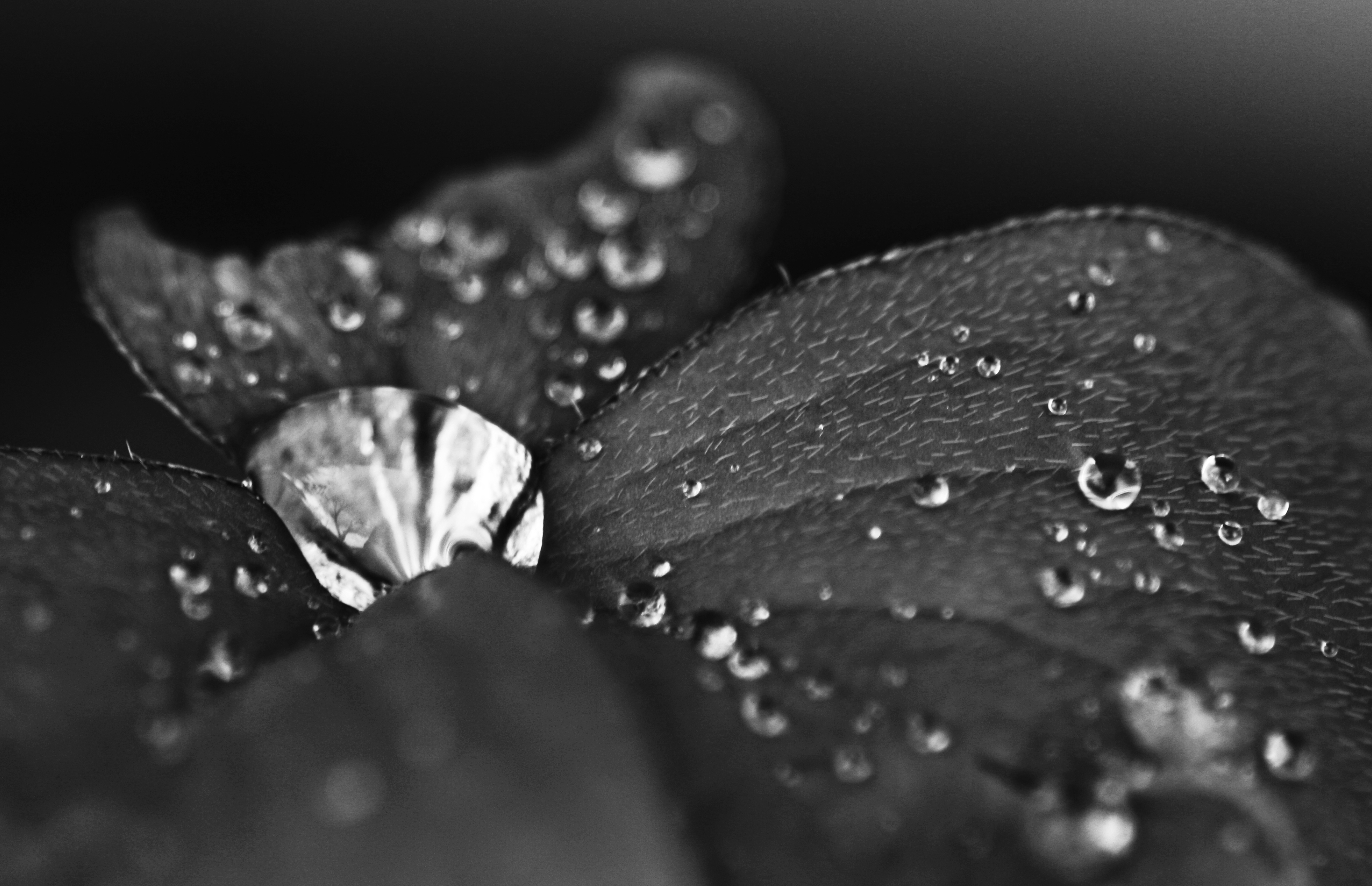 17 January - grey, grey, grey