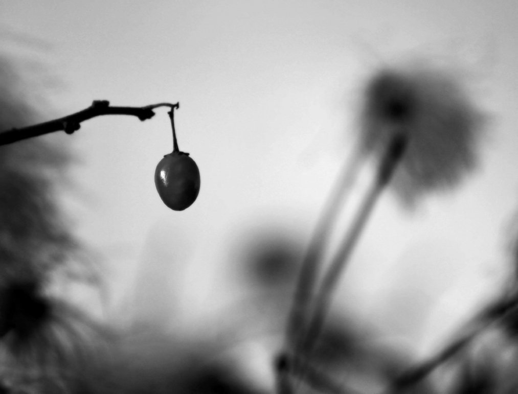 21 January... the last red berry...