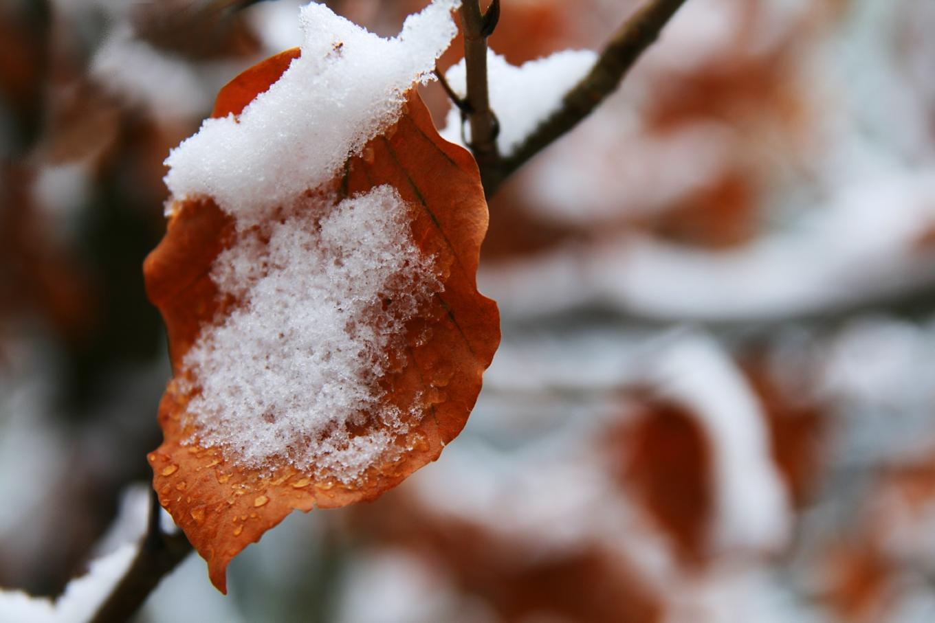 Keston, beech & snow