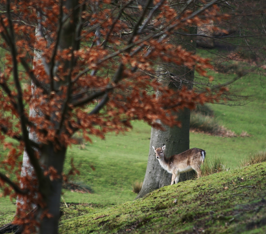 Deer at Knole Park