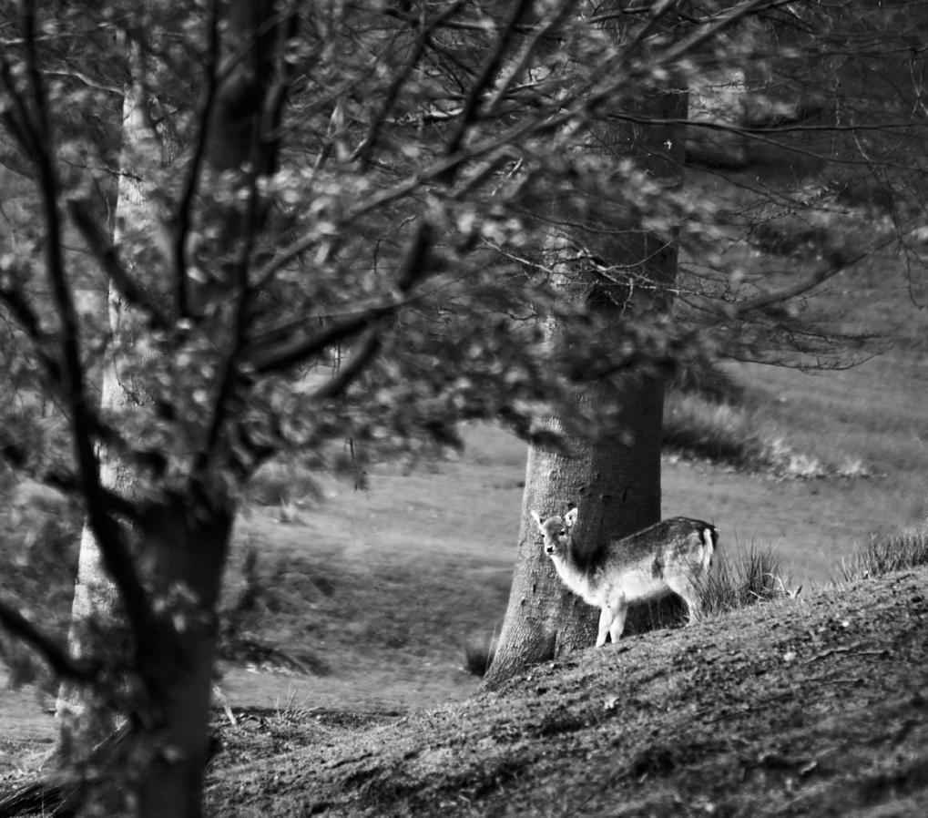 27 January - Knole Park