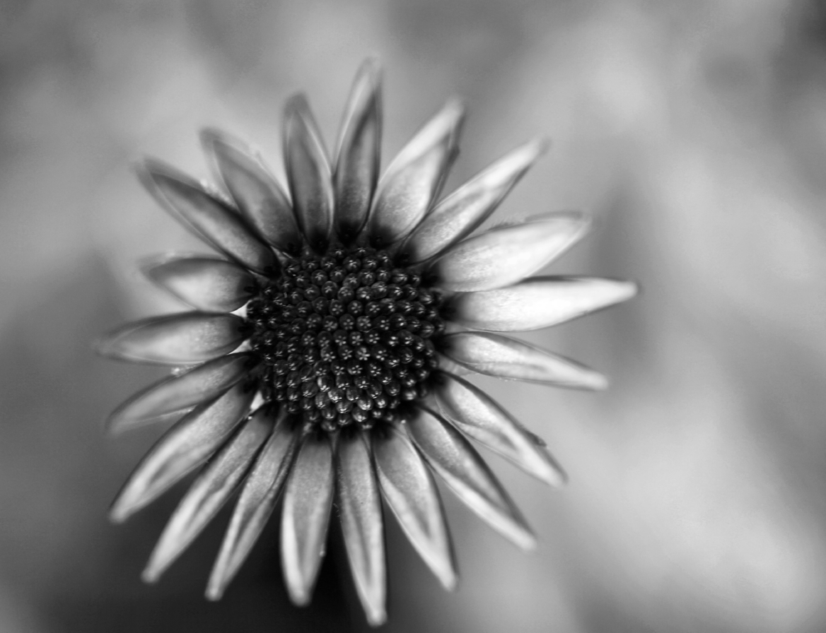 31 January - Last B&W! Phew!