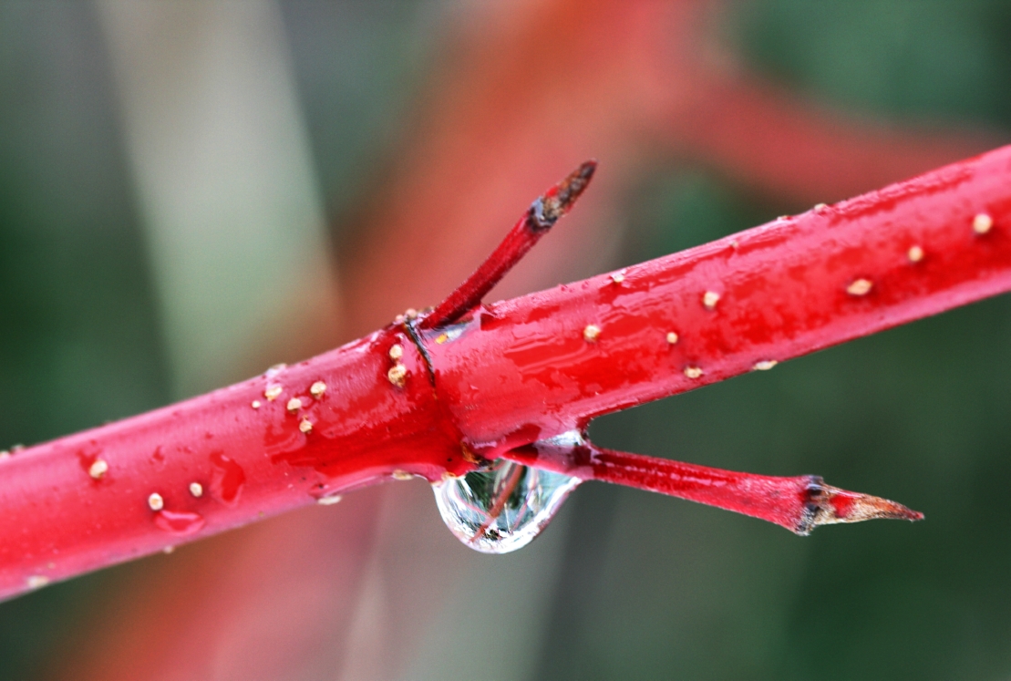 droplet
