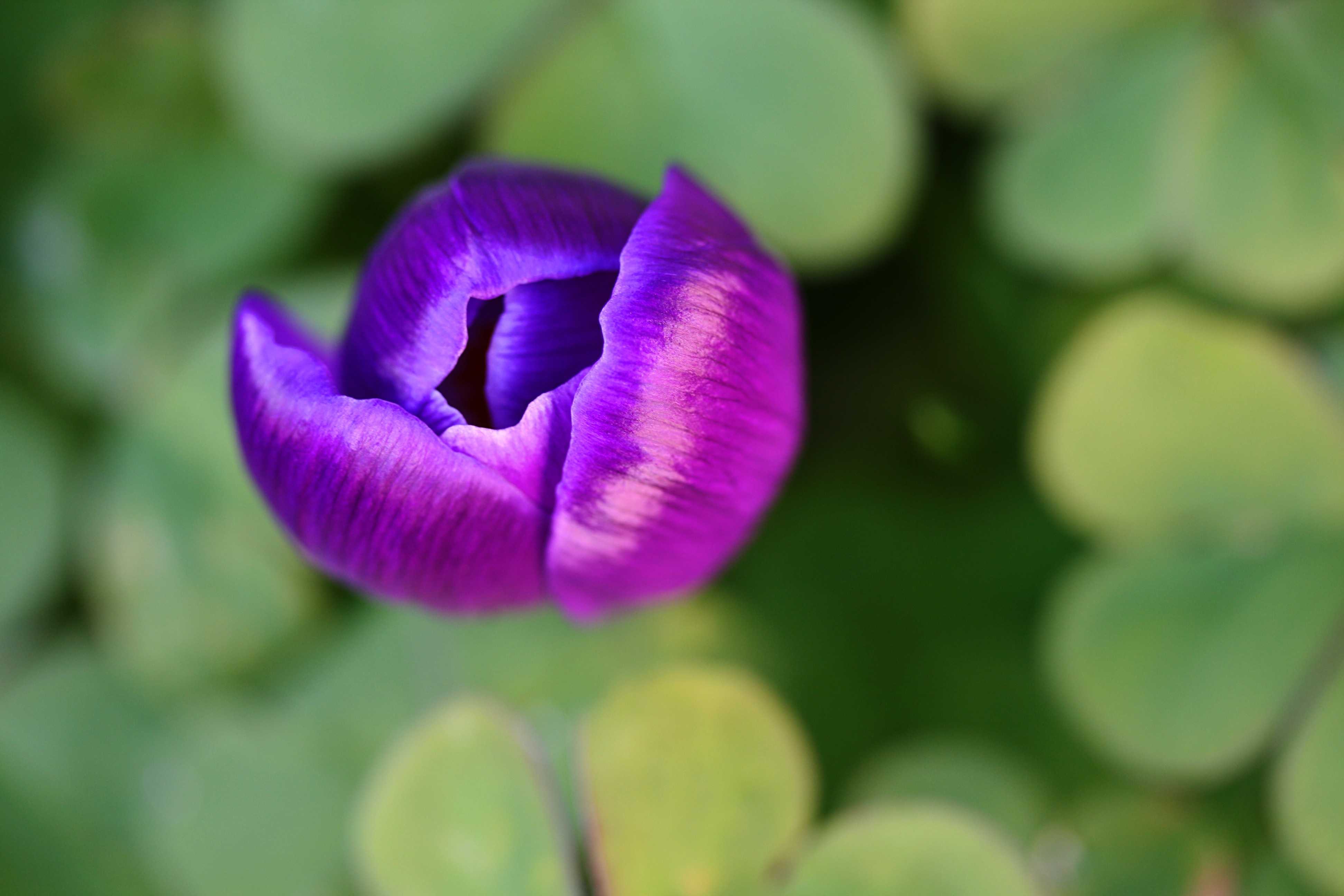 21 February - Crocus tip