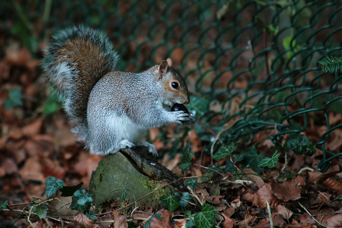 14 March - Nuts!