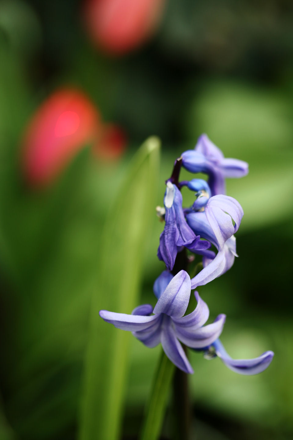 21 March - blue & red
