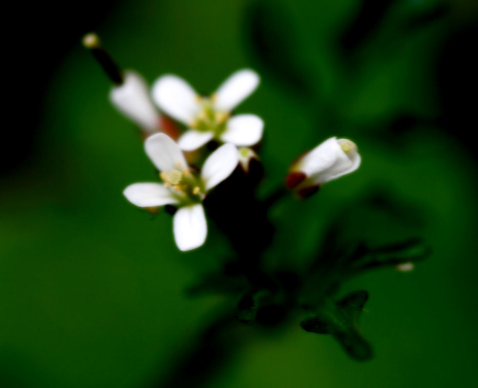 10 April - glowing...