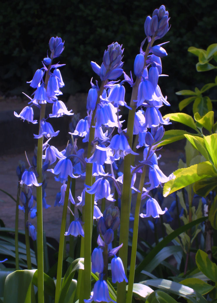 29 April - more bluebells