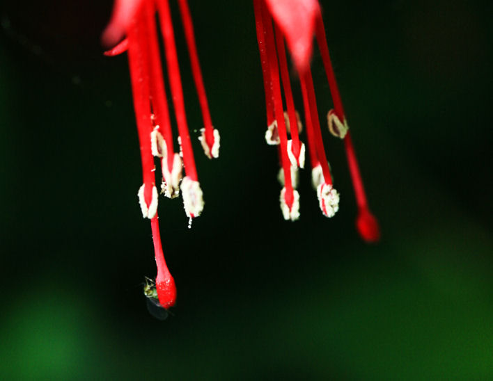 Fushia & greenfly!
