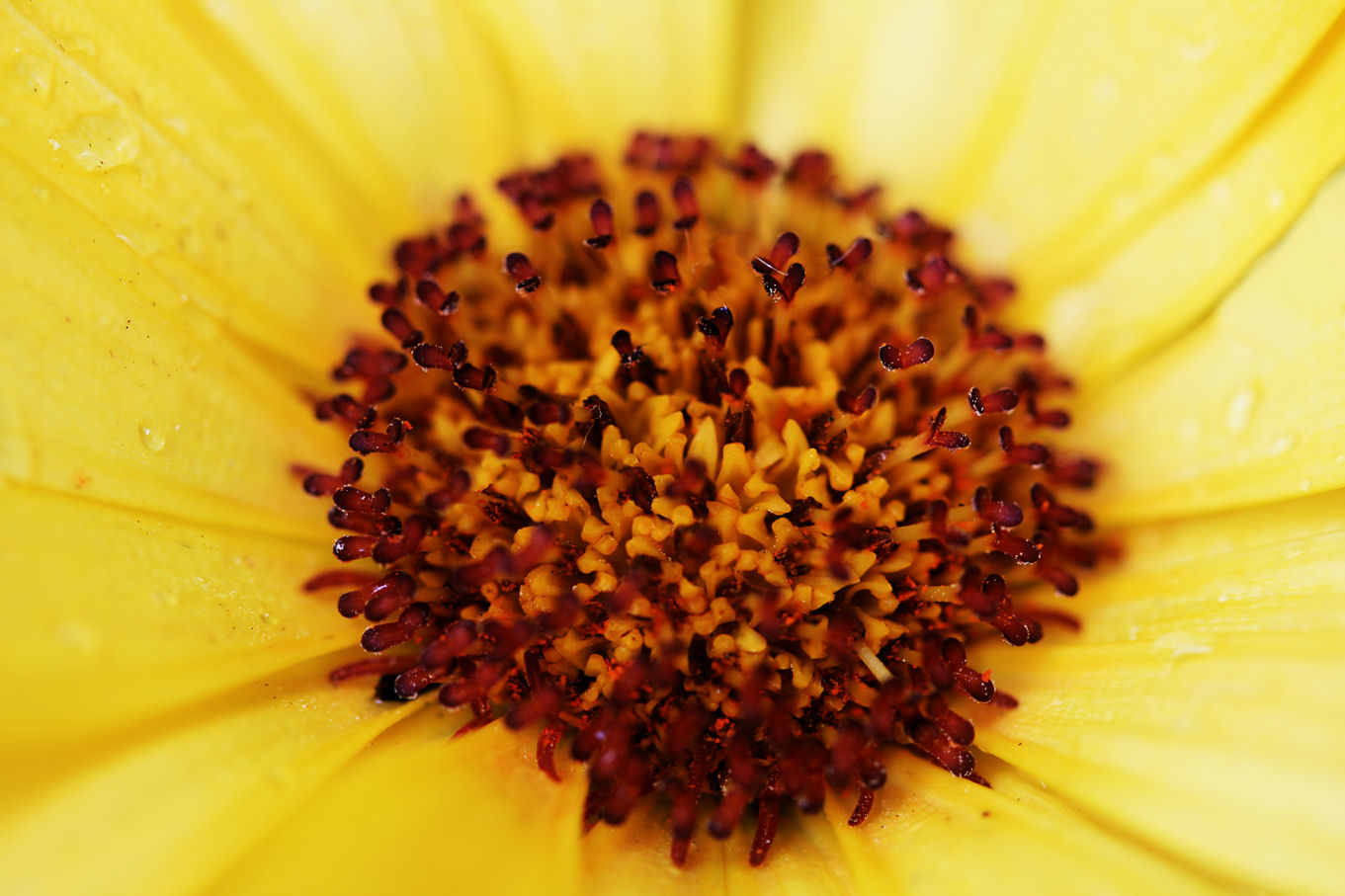 24 June - sunshine yellow!