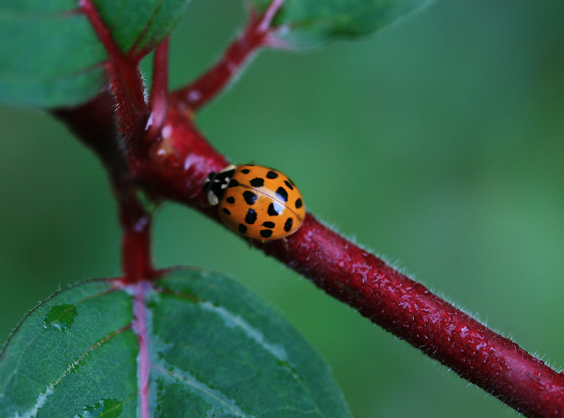 Red ladybird?