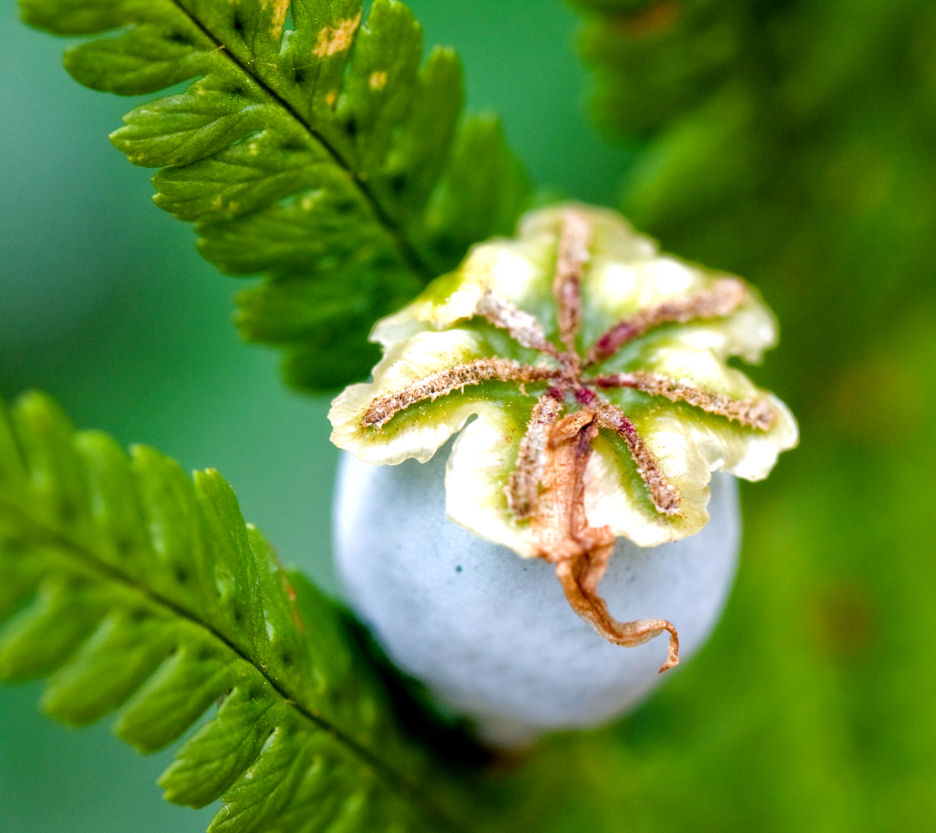 poppy amongst the fern