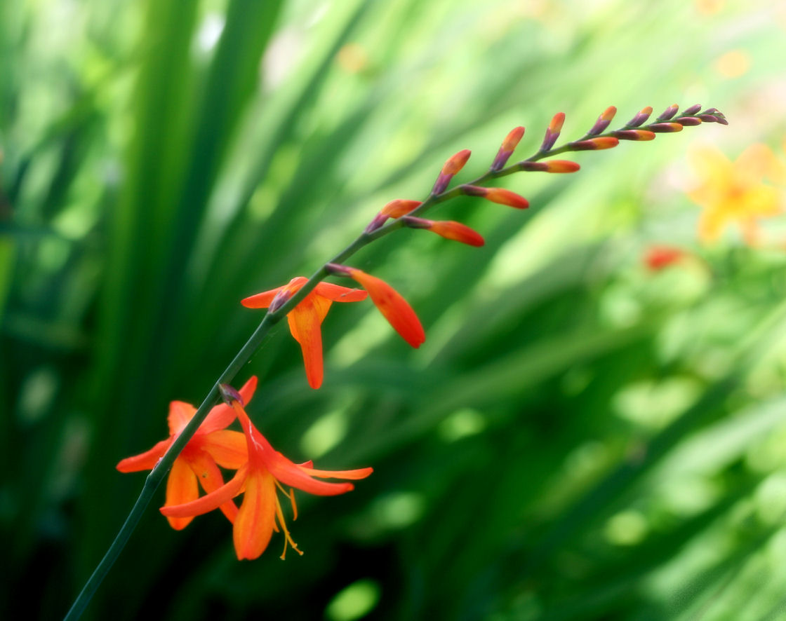 30 July - orange
