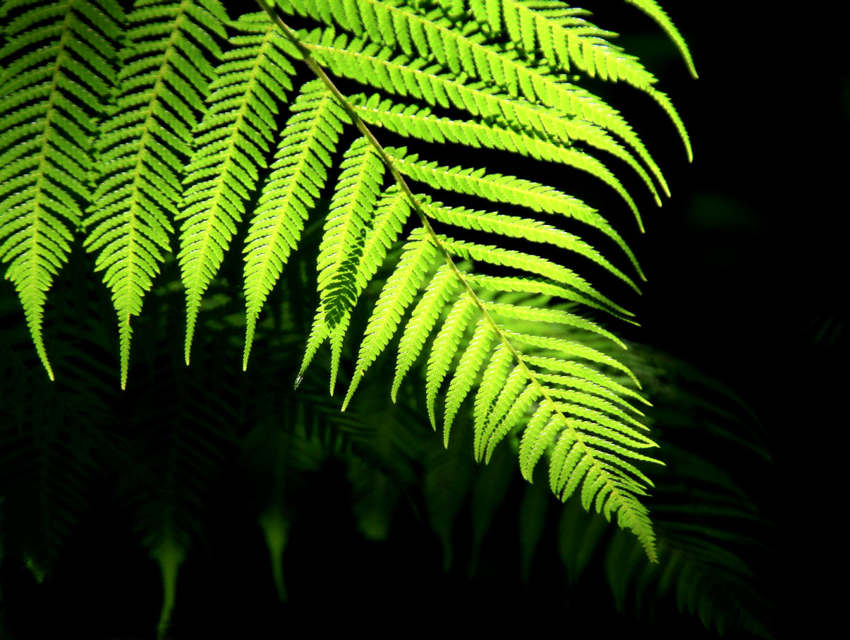 1 August - sunny fern