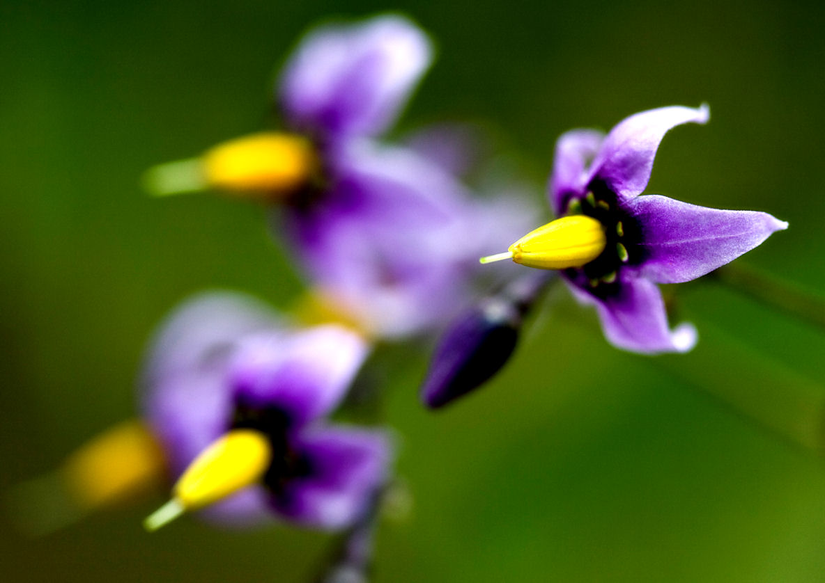 8 August - serious flowers