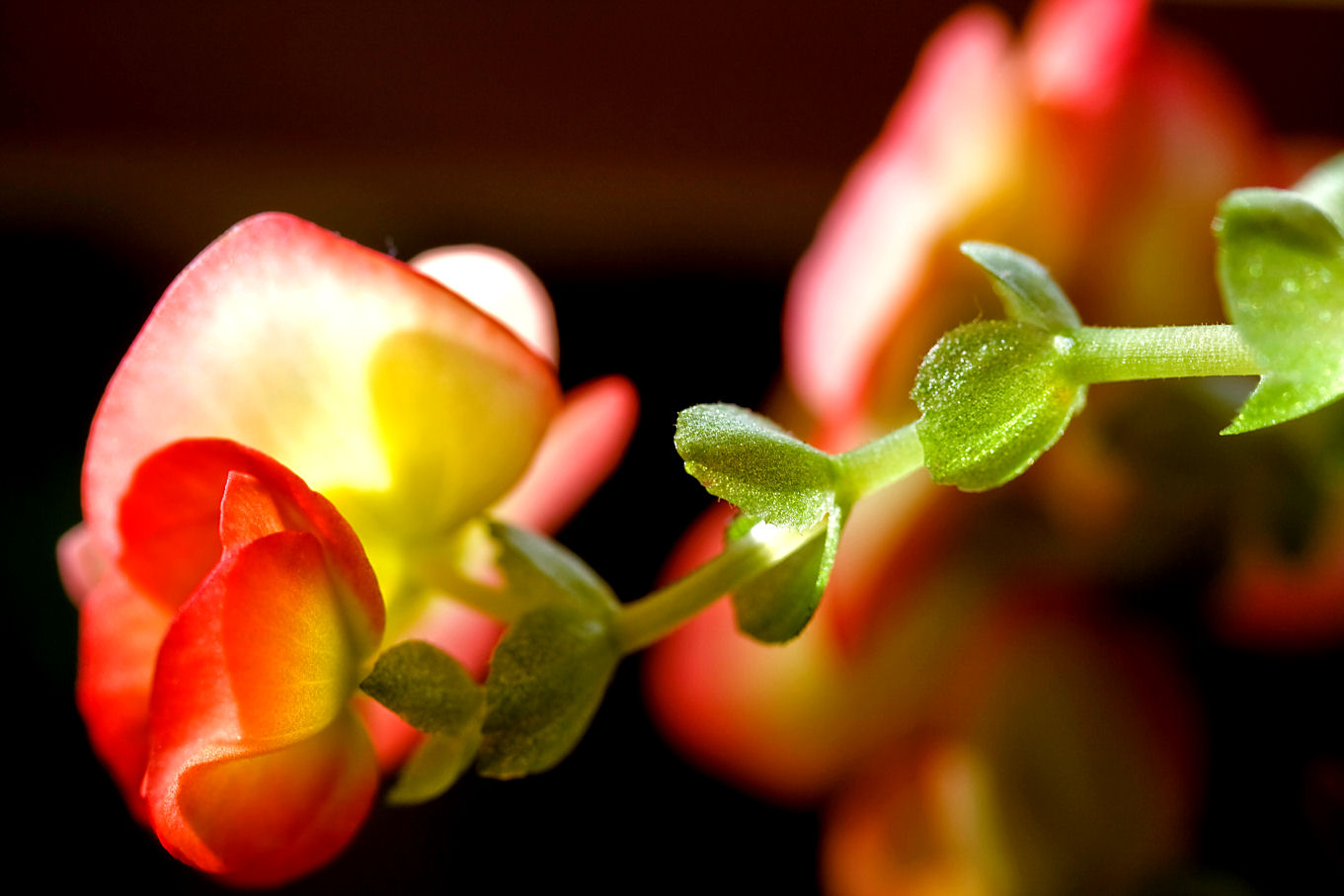 15 August - kitchen window flowers