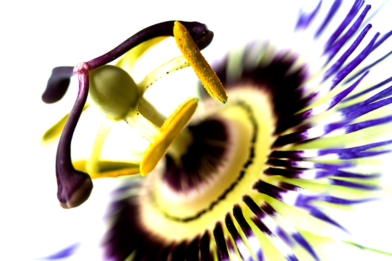 Passion flower