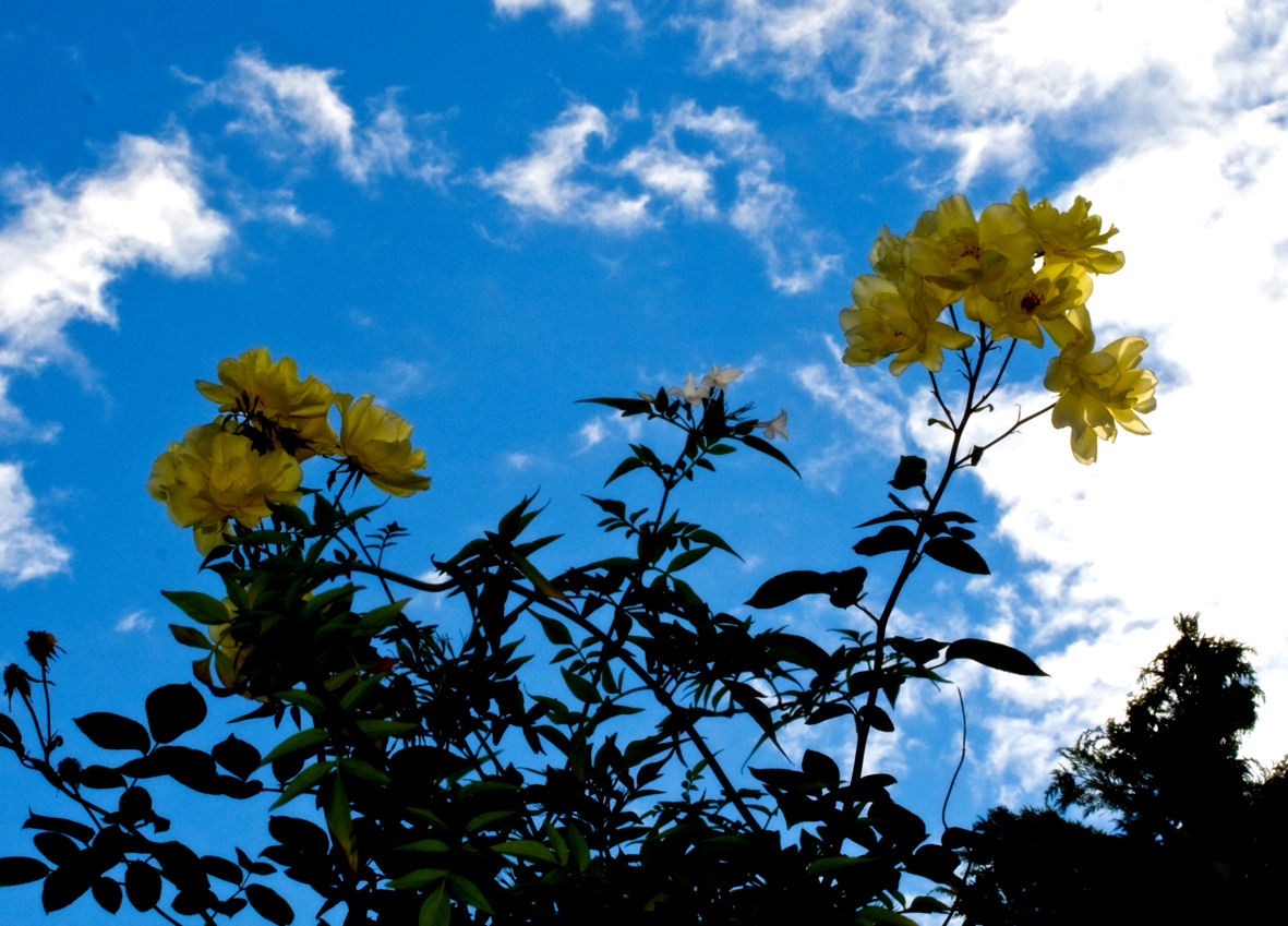 23 September - yellow