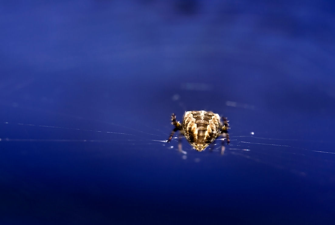 Web floating