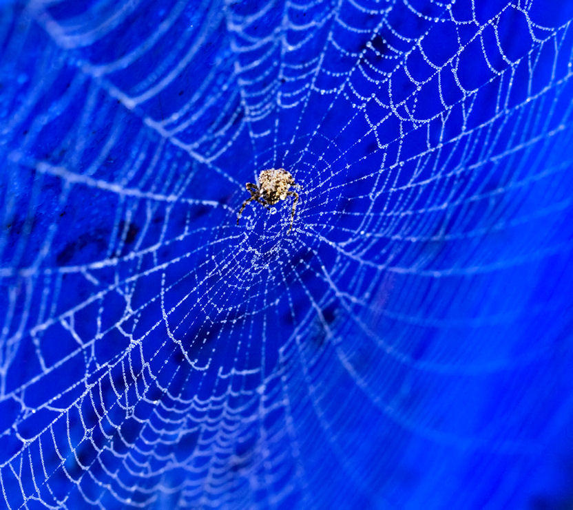 web