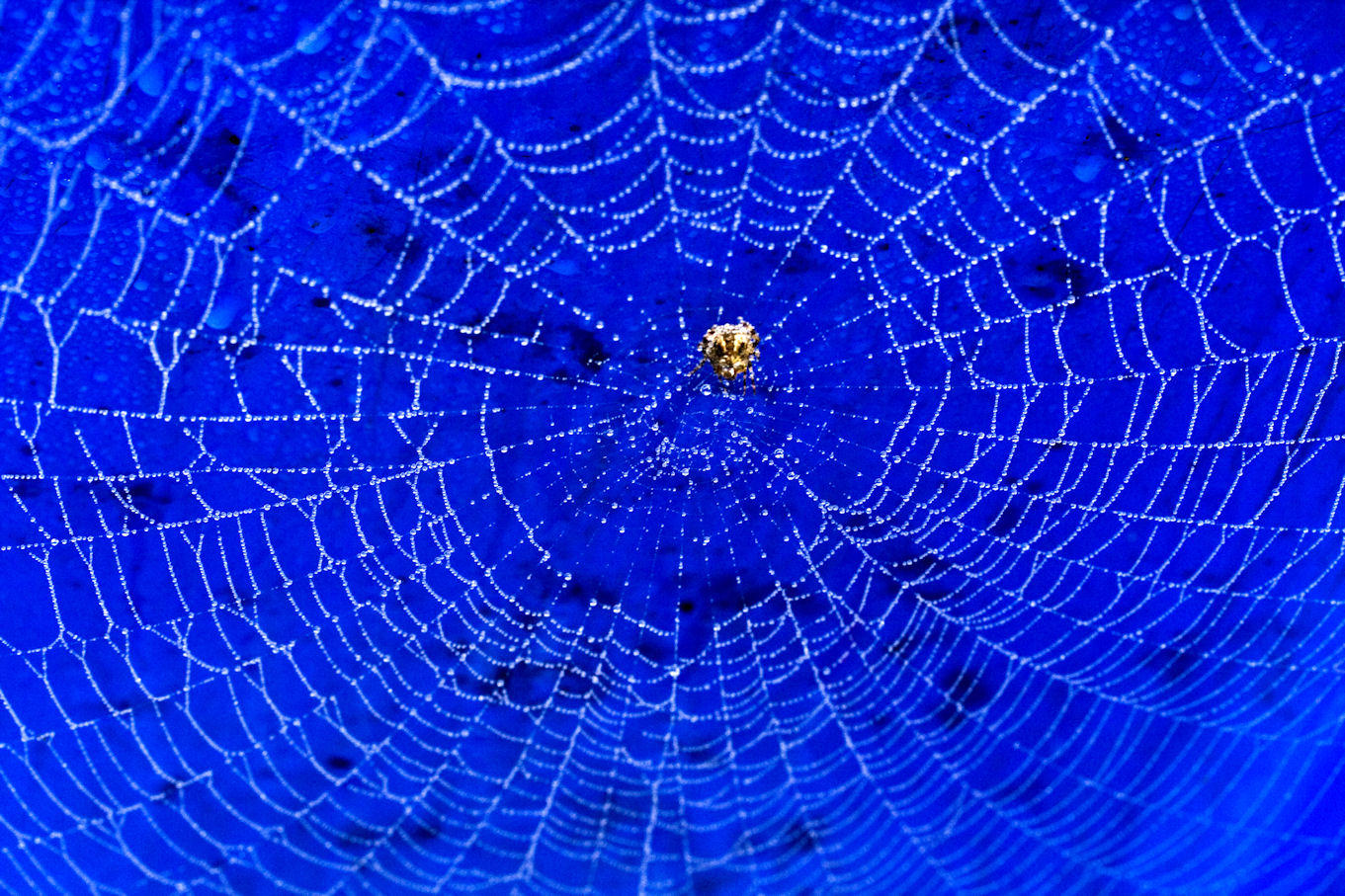 3 October - big web