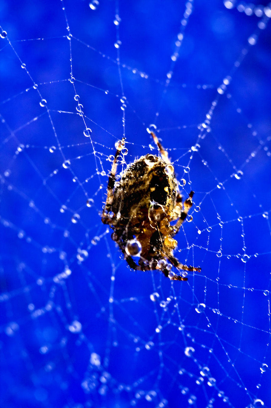 Spider droplets
