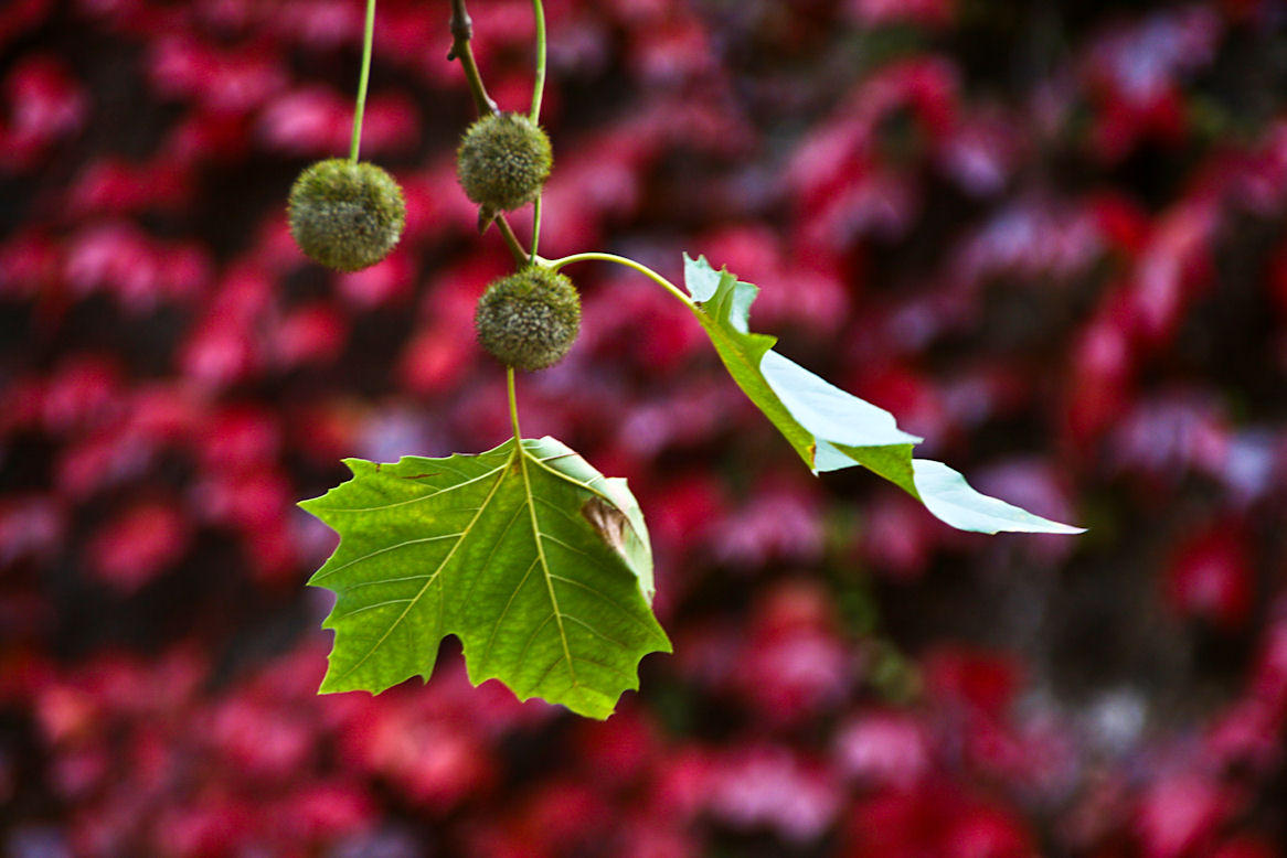 Green & red