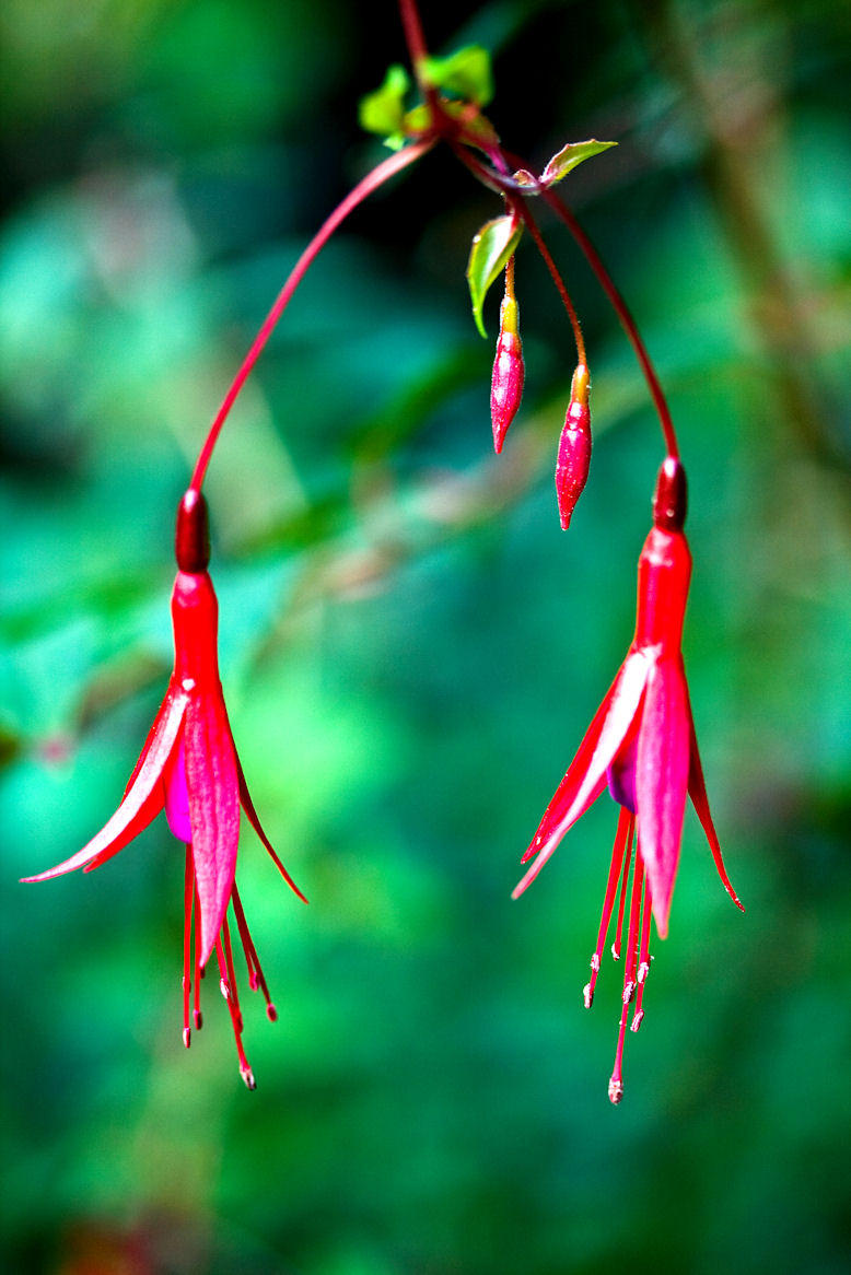 Fuschias