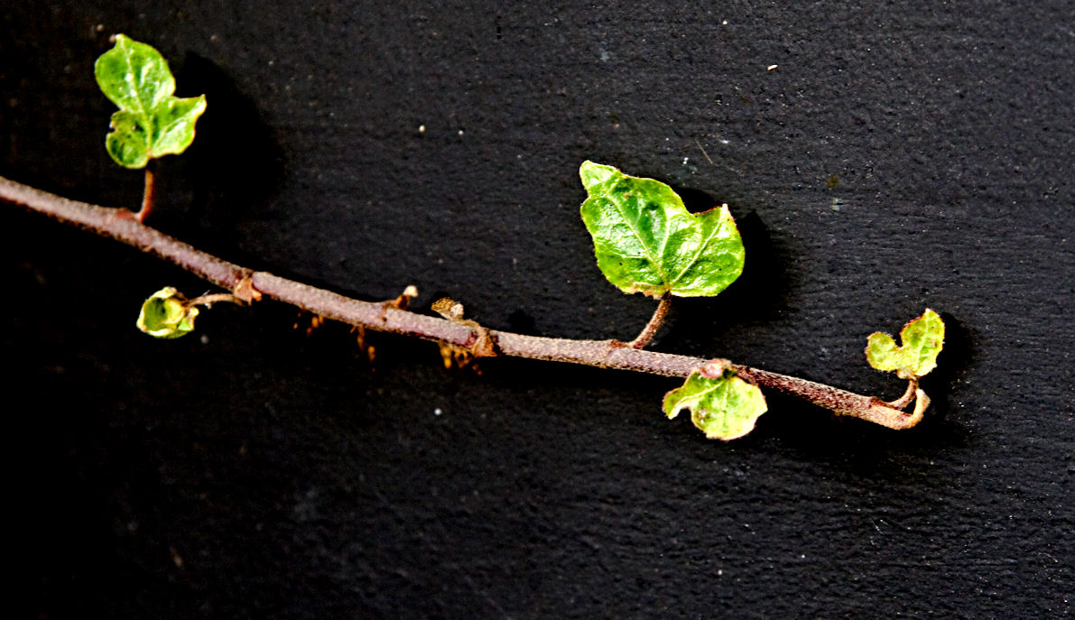 Ivy
