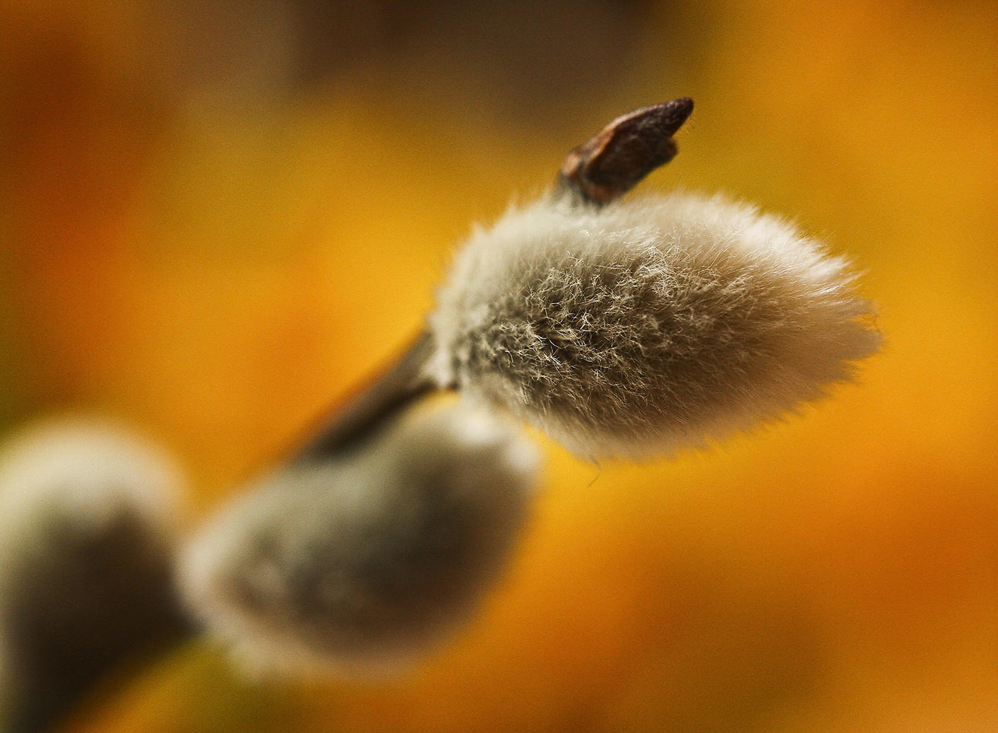 25 March - Pussy Willow