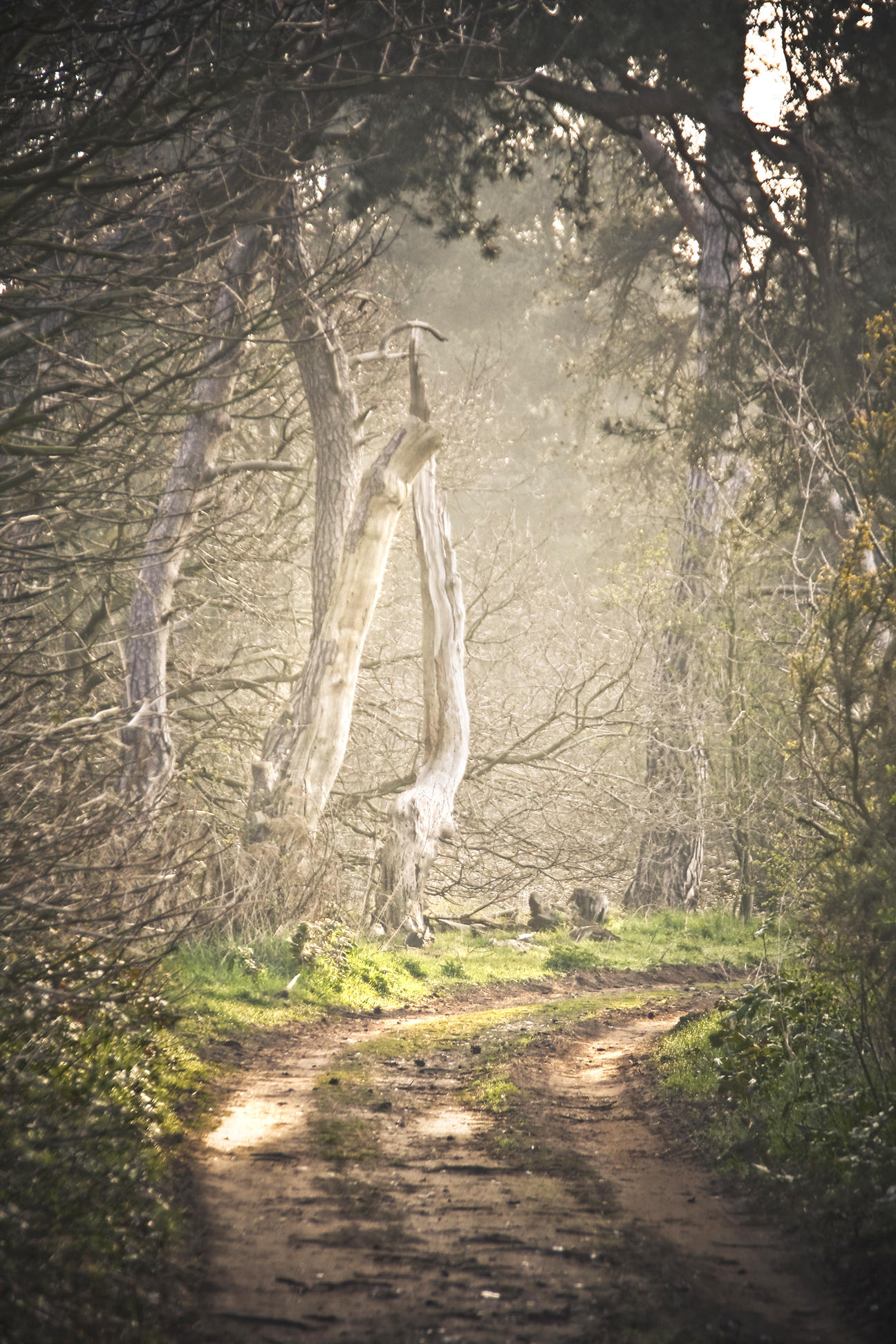 12 April - track & trees