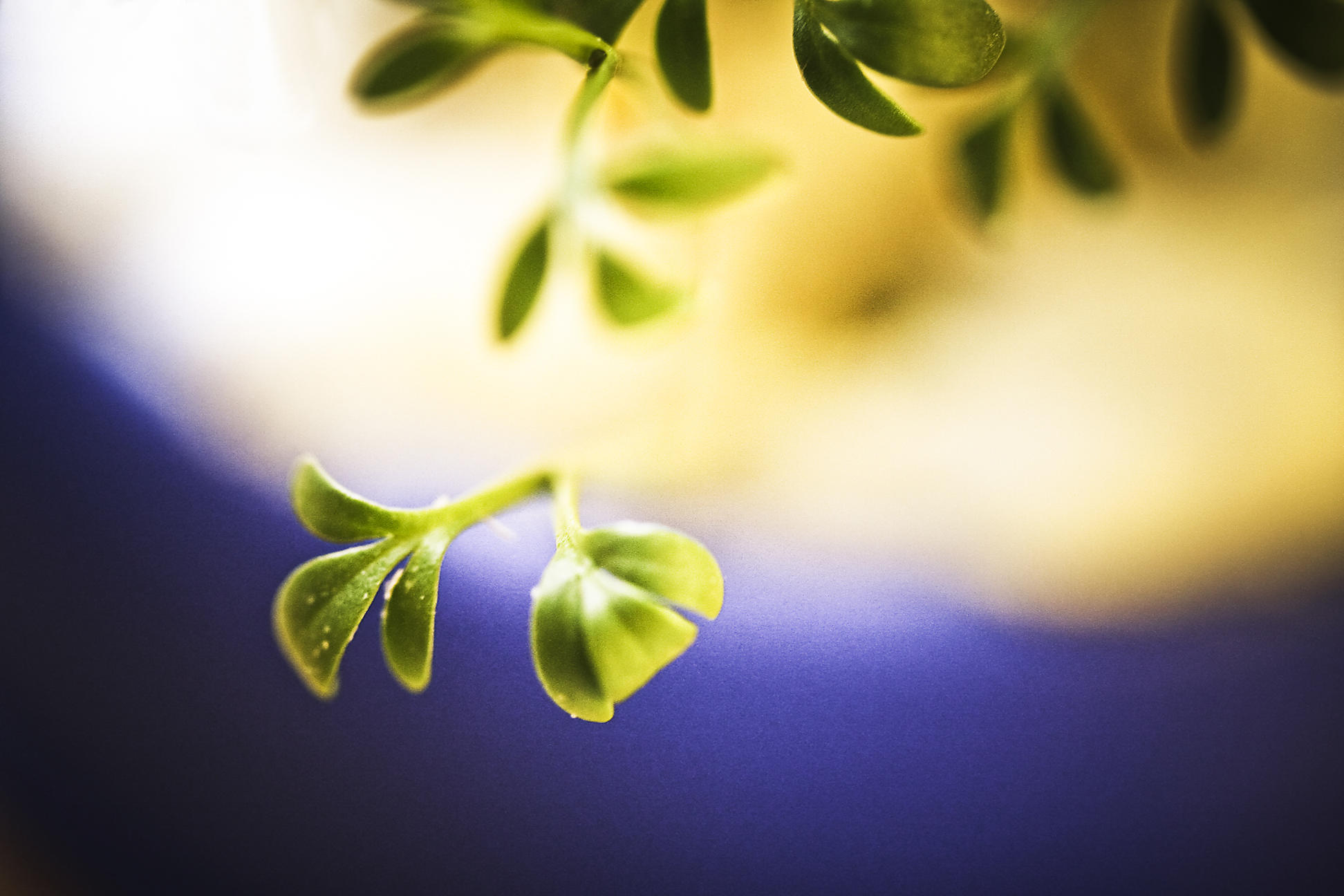 19 April - Just some cress...