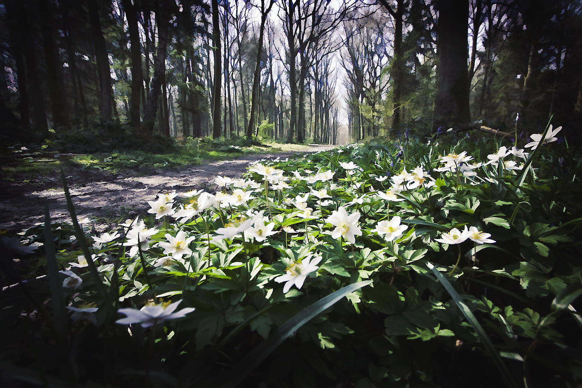 20 April - Buzzed flowers in the woods