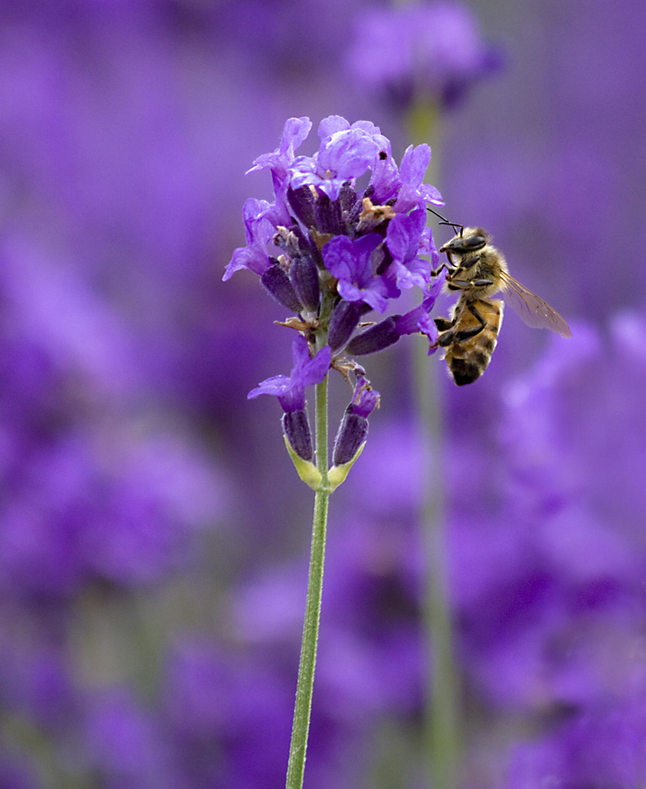 Buzzy bee