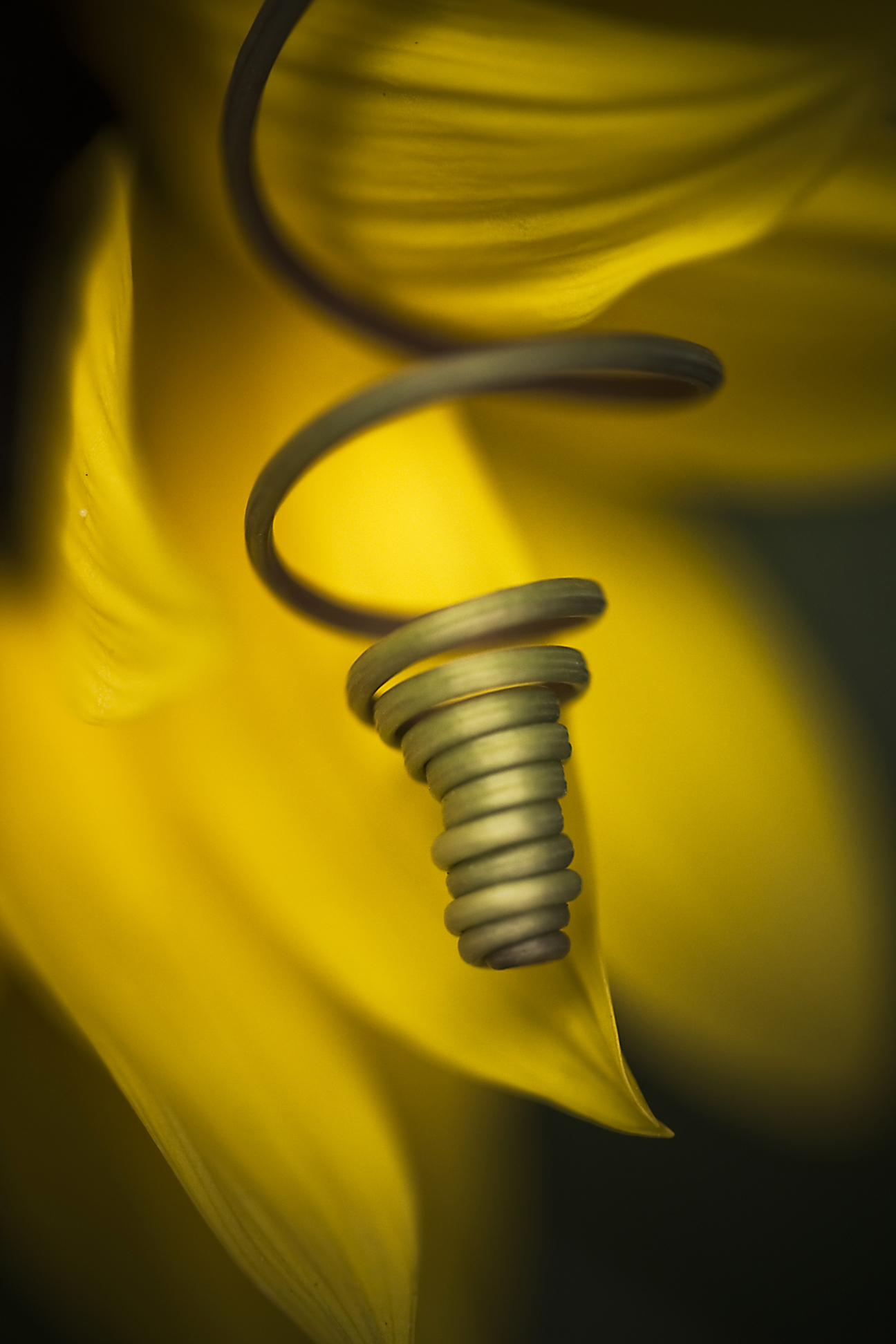 8 July - The tendrils are back!