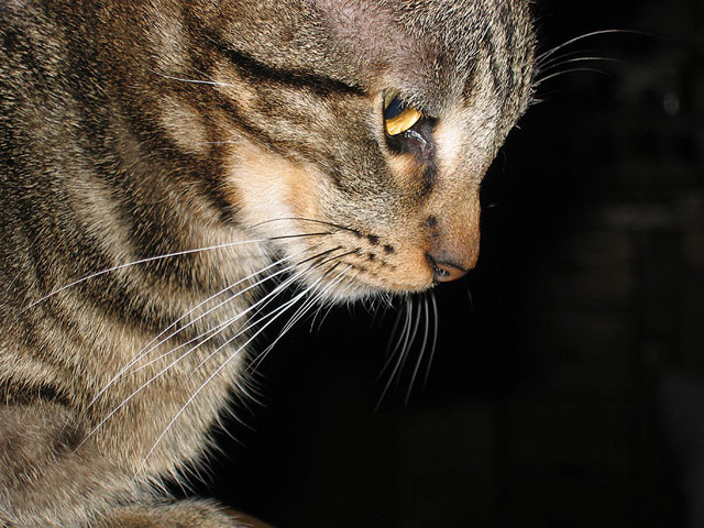 Toby-profile-on-black.jpg
