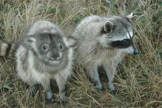 Raccoala.jpg