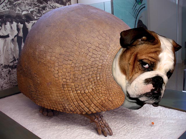 Bulldillo.jpg